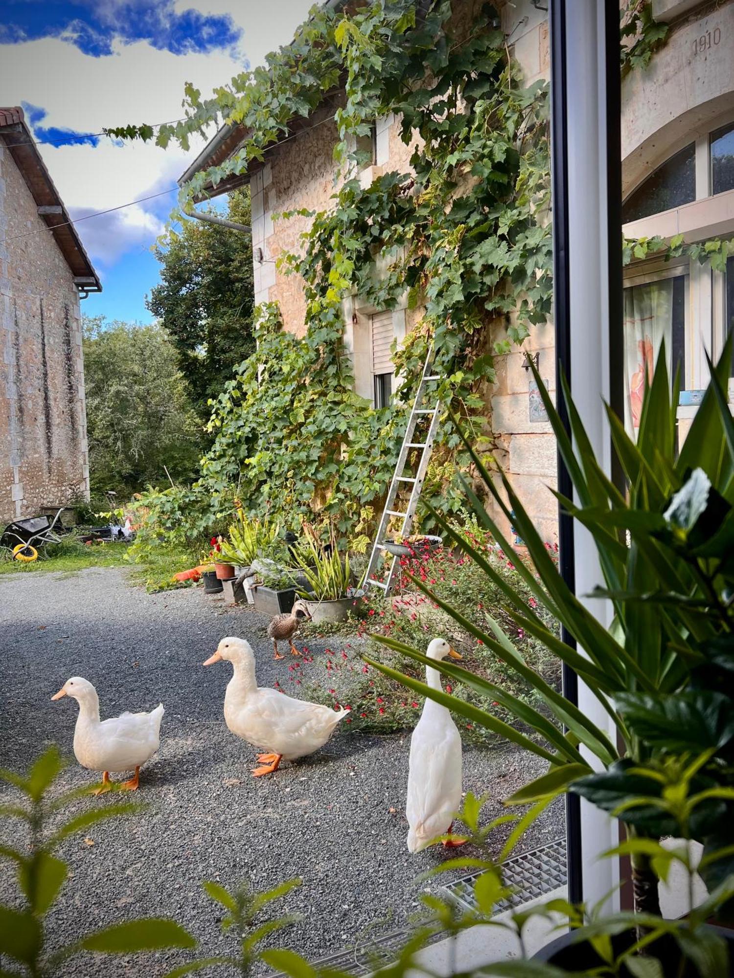 Saint-Pierre-de-Côle Ferme Gite Le Coeur Des Petits Chenes מראה חיצוני תמונה